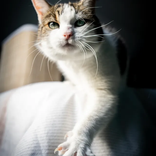 Kat met uitgestoken klauwtjes