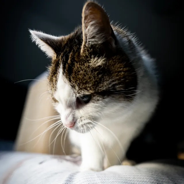 Kat kijkt peinzend omlaag