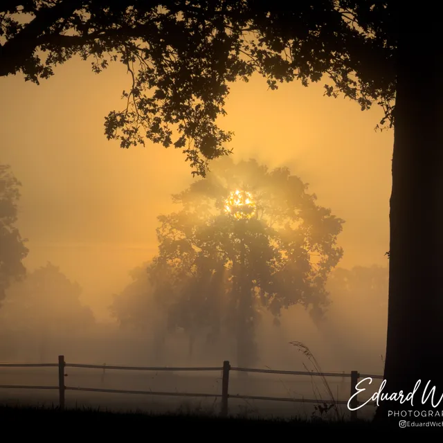 Zonnester tussen de bomen in de mist