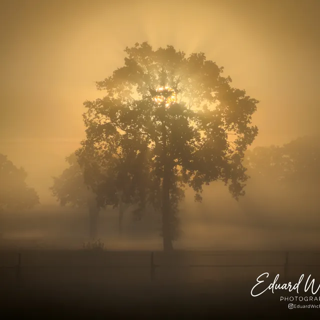 Boom in de ochtendmist bij zonsopkomst