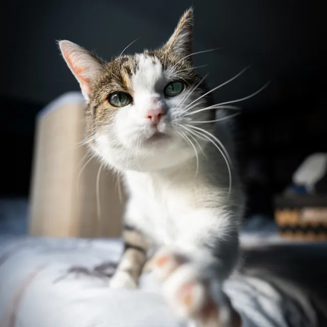 Kat reikt met een pootje naar de camera