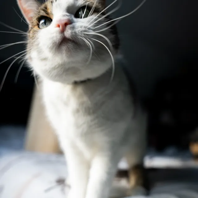 Kat kijkt omhoog in het zonlicht