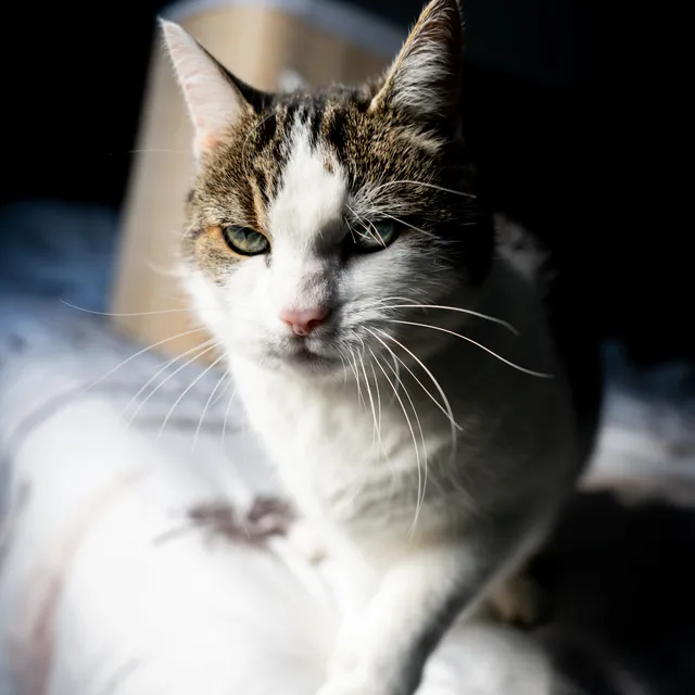 Kat sluipt over het bed