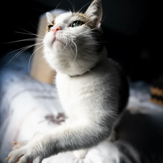 Kat kijkt nieuwsgierig omhoog
