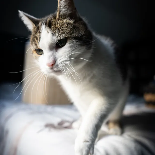 Kat kijkt peinzend opzij