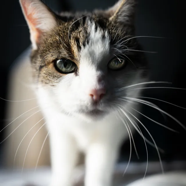 Kat met doordringende groene ogen