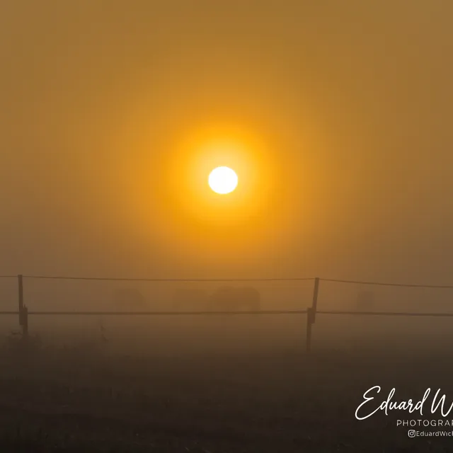 Zonneflare door de bladeren bij zonsopkomst