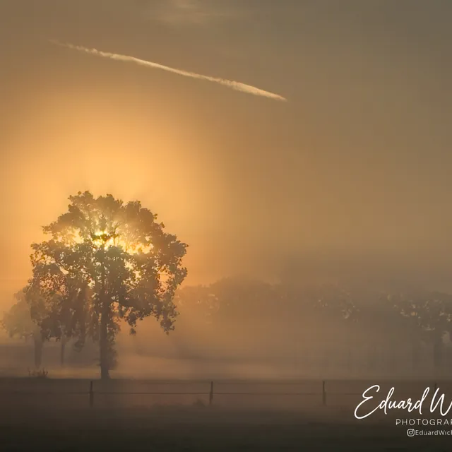 Eenzame boom in de ochtendmist