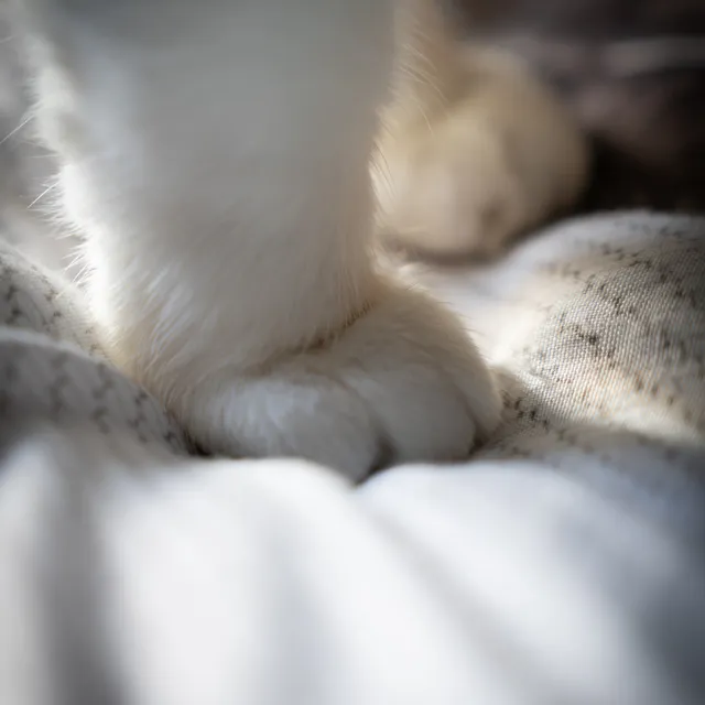 Kattenpootje in macro