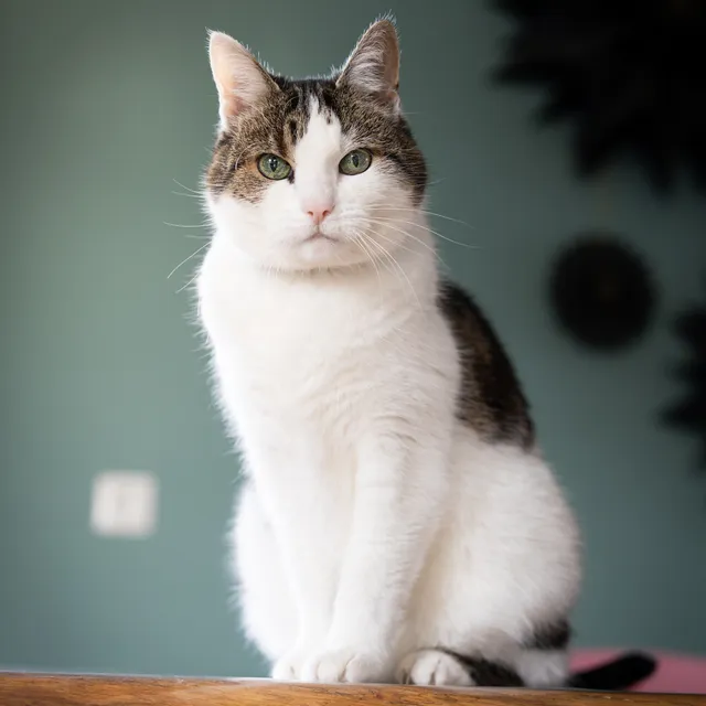 Kat op een houten balk